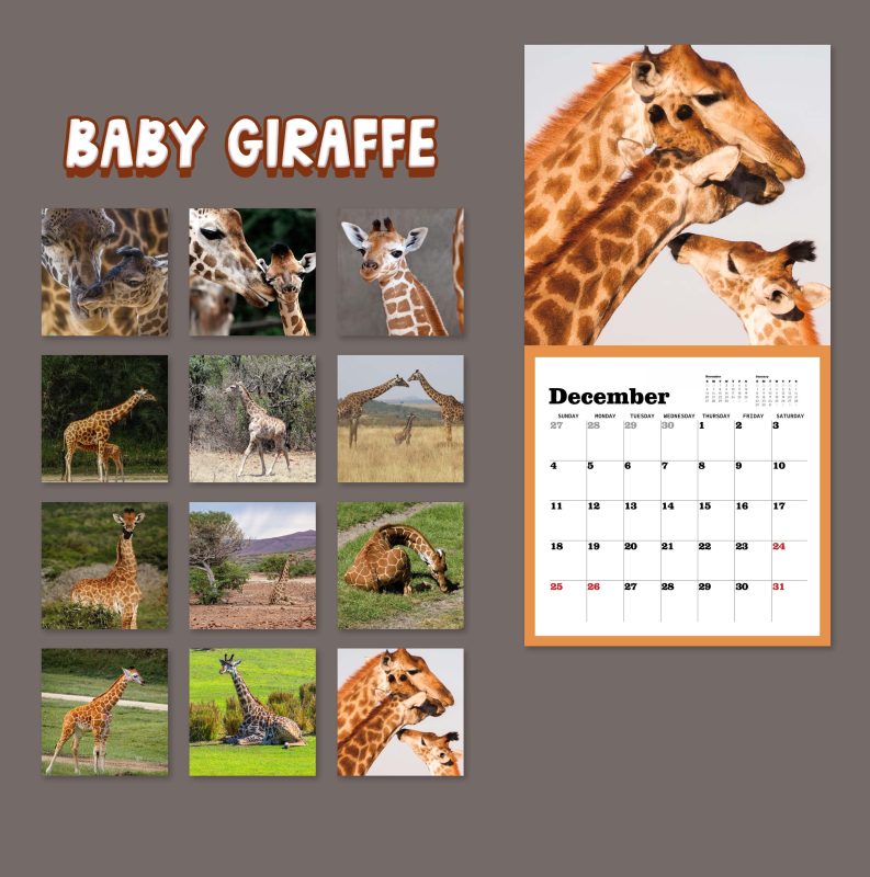 Baby Giraffe Wall Calendar