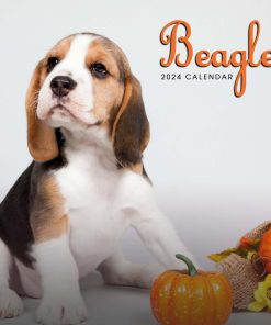Beagle Breed