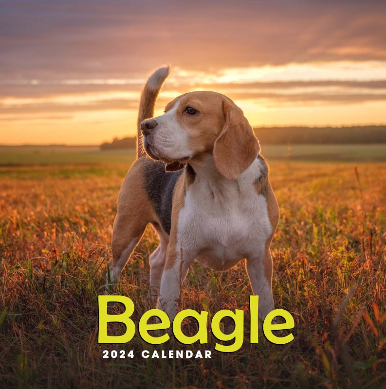 Beagle Breed: A Delightful Companion for Dog Lovers